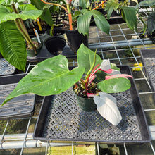 Load image into Gallery viewer, Philodendron White Princess Variegated exact plant, Fedex 2day*

