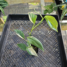 Load image into Gallery viewer, Scindapsus Blue Albo, Exact Plant Variegated Ships Nationwide
