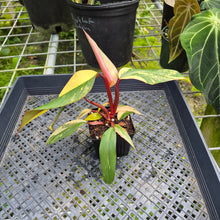 Load image into Gallery viewer, Philodendron Strawberry Shake, Exact Plant Variegated Ships Nationwide

