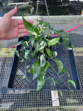 Load image into Gallery viewer, Epipremnum Pinnatum Albo, Exact Plant Variegated Ships Nationwide
