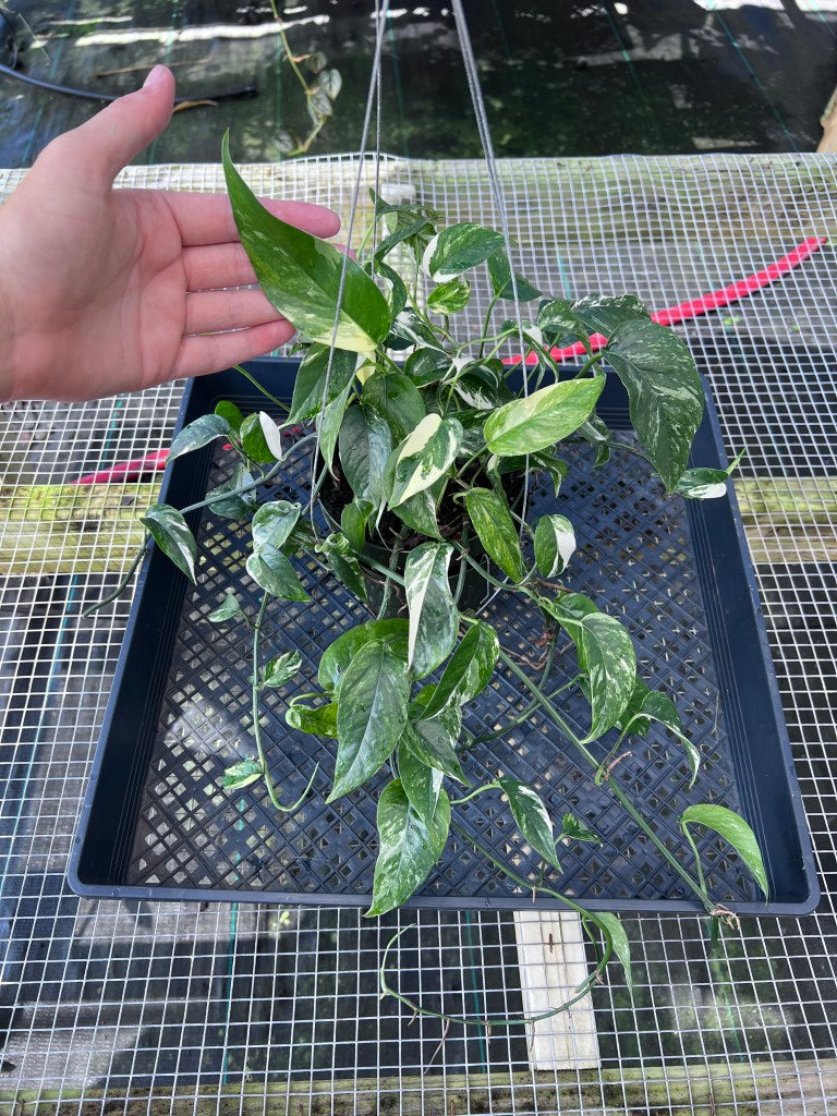 Epipremnum Pinnatum Albo, Exact Plant Variegated Ships Nationwide