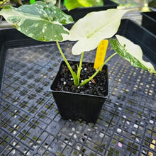 Load image into Gallery viewer, Alocasia Gageana Albo, Exact Plant Variegated
