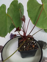 Load image into Gallery viewer, Anthurium Crystallinum, Exact Plant 5 active growth points
