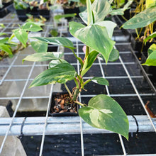 Load image into Gallery viewer, Philodendron White Princess, Exact Plant Variegated Ships Nationwide
