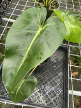 Load image into Gallery viewer, Philodendron Cordatum Kunth exact plant, Fedex 2day*
