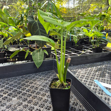 Load image into Gallery viewer, Monstera Esqueleto, Exact Plant Ships Nationwide
