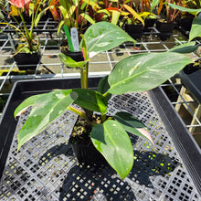 Load image into Gallery viewer, Philodendron White Princess Variegated exact plant, Fedex 2day*
