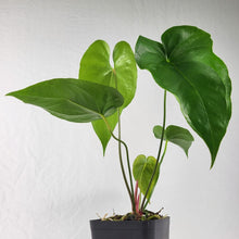 Load image into Gallery viewer, Anthurium Watermaliense, Exact Plant
