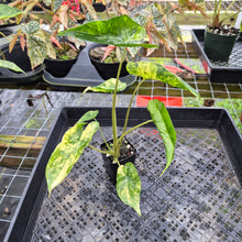 Load image into Gallery viewer, Alocasia Macrorrhiza Schock Treatment, Exact Plant Variegated Ships Nationwide
