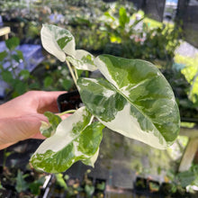 Load image into Gallery viewer, Alocasia Macrorrhiza Albo Variegated 2.5" pot, Fedex 2day*
