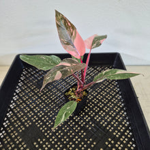Load image into Gallery viewer, Philodendron Pink Princess Galaxy Variegated exact plant, Fedex 2day*
