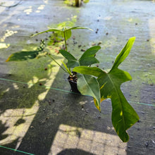 Load image into Gallery viewer, Philodendron Longilobatum Lelano Miyano, Exact Plant Ships Nationwide
