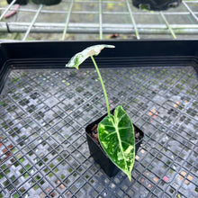 Load image into Gallery viewer, Alocasia Frydek, Exact Plant Variegated
