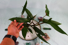 Load image into Gallery viewer, Philodendron Mexicanum Exact Plant
