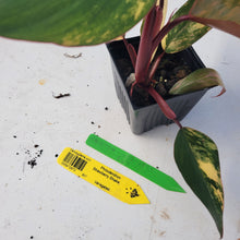 Load image into Gallery viewer, Philodendron Strawberry Shake, Exact Plant Variegated Ships Nationwide
