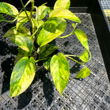 Load image into Gallery viewer, Epipremnum Pinnatum Sunburst, Exact Plant Variegated Ships Nationwide
