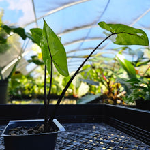 Load image into Gallery viewer, Alocasia Macrorhizza Black Stem, Exact Plant Variegated
