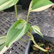 Load image into Gallery viewer, Scindapsus Blue Albo Variegated 2.5" pot, Fedex 2day*
