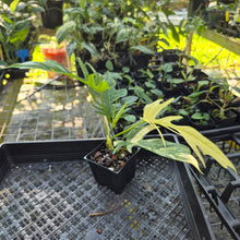 Load image into Gallery viewer, Philodendron Florida Beauty X Tortum, Exact Plant Variegated
