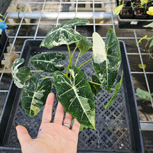 Load image into Gallery viewer, Alocasia Frydek, Exact Plant Variegated Ships Nationwide
