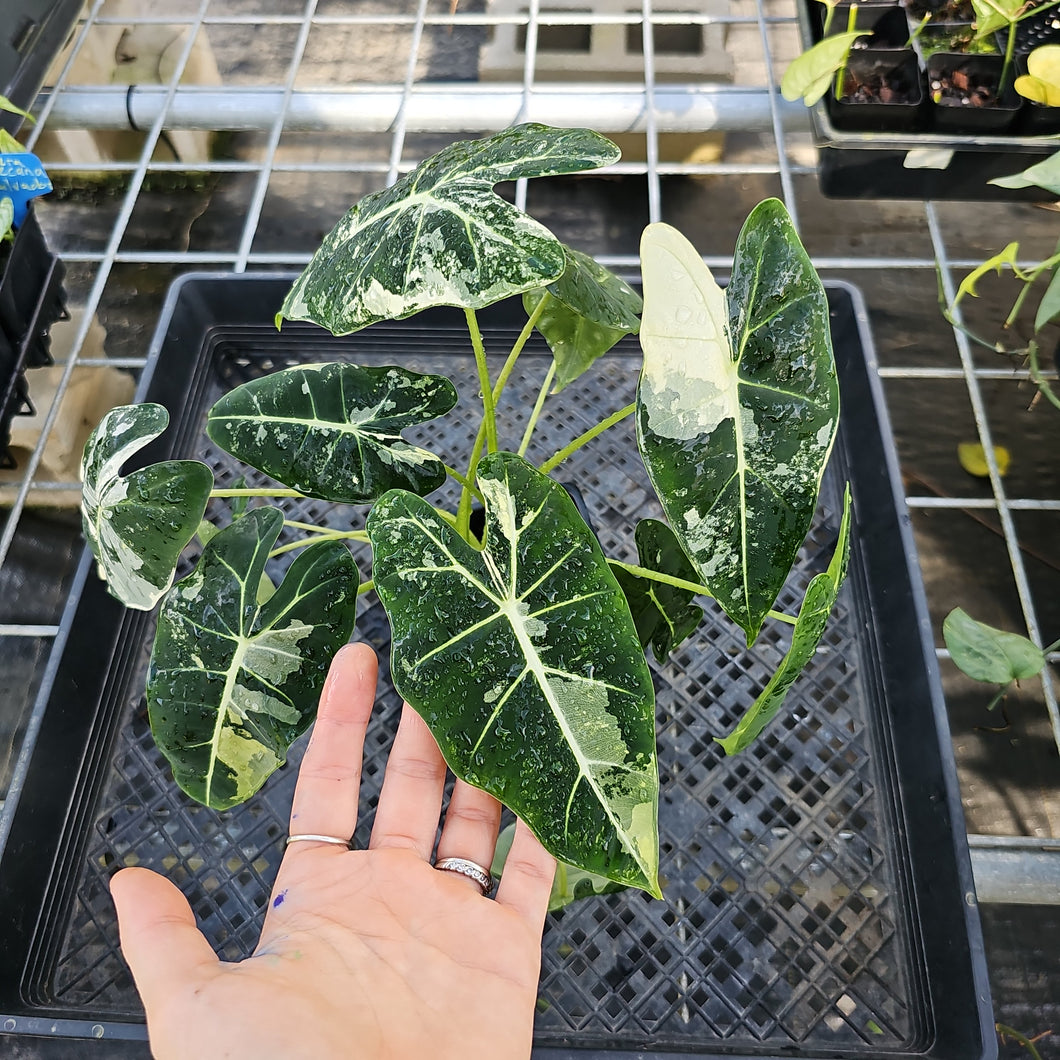 Alocasia Frydek, Exact Plant Variegated Ships Nationwide