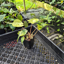 Load image into Gallery viewer, Alocasia Stingray, Exact Plant Ships Nationwide
