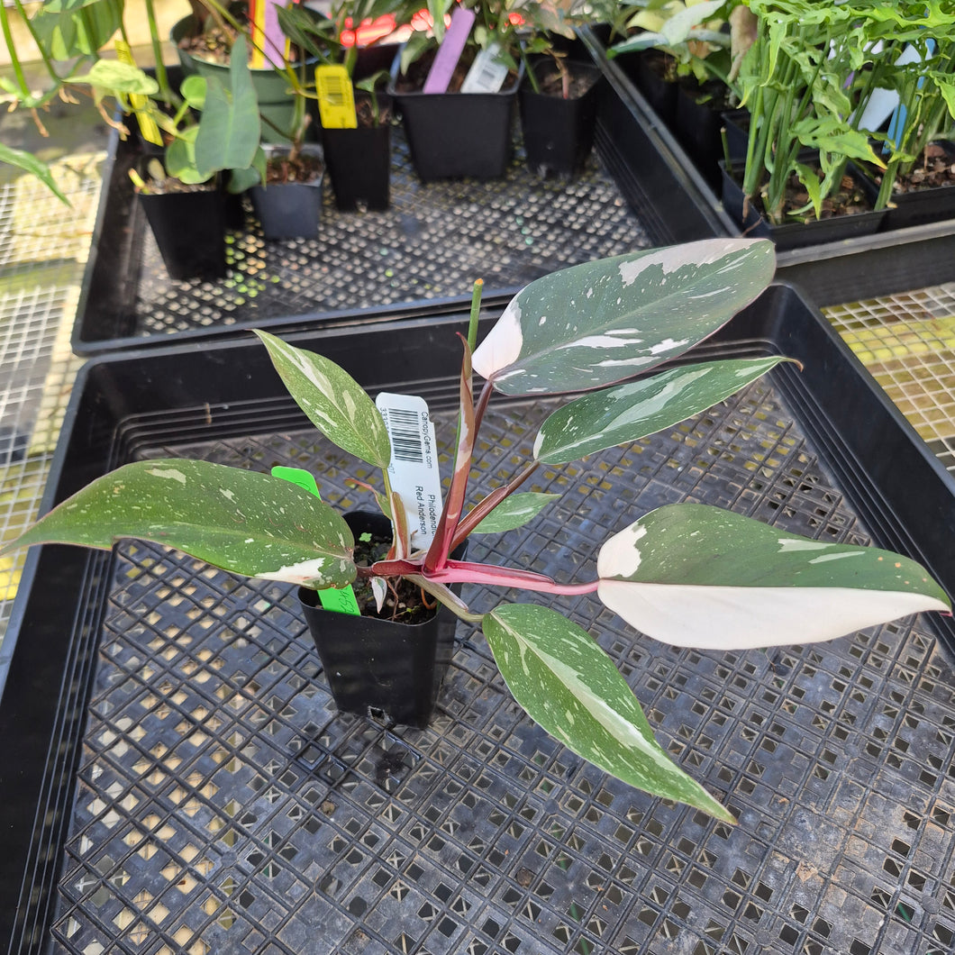 Philodendron Red Anderson, Exact Plant Ships Nationwide