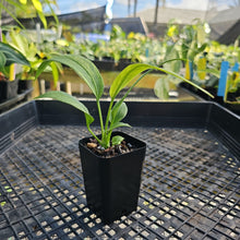 Load image into Gallery viewer, Anthurium Vittarifolium , Exact Plant Variegated Ships Nationwide
