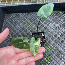 Load image into Gallery viewer, Alocasia Macrorhizza Black Stem, Exact Plant Variegated
