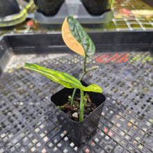 Load image into Gallery viewer, Monstera Peru "Karstenianum", Exact Plant Variegated Ships Nationwide
