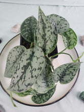 Load image into Gallery viewer, Silver Lady, exact plant, Scindapsus, ships nationwide
