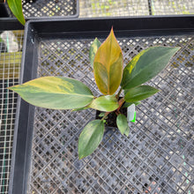 Load image into Gallery viewer, Philodendron Red Congo, Exact Plant Variegated Ships Nationwide
