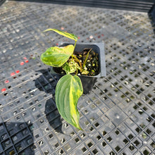 Load image into Gallery viewer, Philodendron Hederaceum Micans Aurea, Exact Plant Variegated Ships Nationwide
