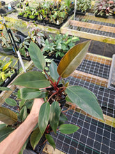 Load image into Gallery viewer, Philodendron Red Congo 4" pot, Fedex 2day*
