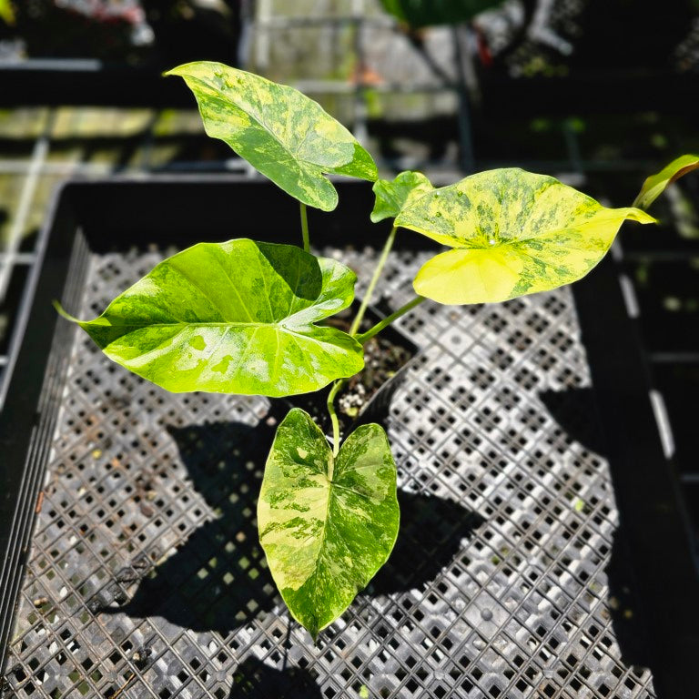 Alocasia Gageana Aurea, Exact Plant Variegated 4'' pot