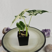 Load image into Gallery viewer, Alocasia Frydek, Exact Plant Variegated double plant Ships Nationwide
