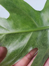 Load image into Gallery viewer, Radiatum, exact plant, variegated Philodendron, ships nationwide
