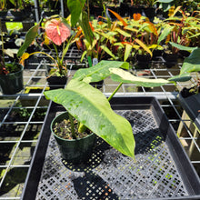 Load image into Gallery viewer, Philodendron Jose Buono Variegated exact plant, Fedex 2day*
