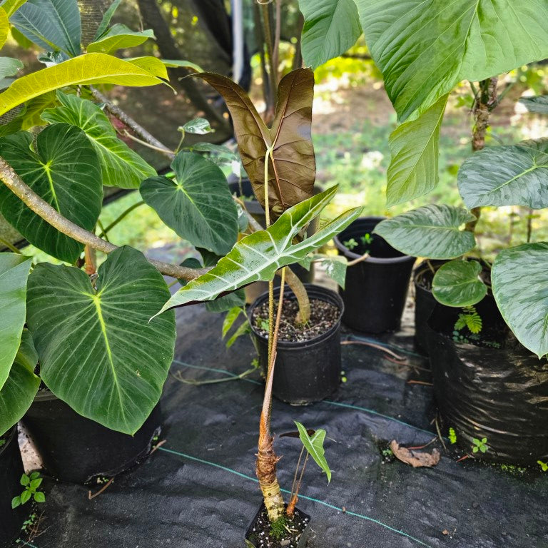 Alocasia Longiloba, Denudata, Exact Plant Large