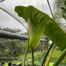 Load image into Gallery viewer, Anthurium Veitchii exact plant, Fedex 2day*
