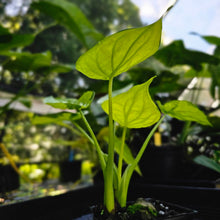 Load image into Gallery viewer, Alocasia Cucullata, Exact Plant Variegated Double plant
