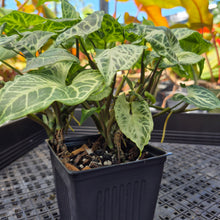 Load image into Gallery viewer, Syngonium Batik 2.5" pot, Fedex 2day*
