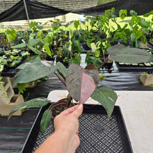Load image into Gallery viewer, Philodendron Pink Princess Variegated exact plant, Fedex 2day
