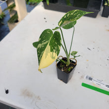 Load image into Gallery viewer, Monstera Deliciosa Creme Brulee, Exact Plant Variegated Ships Nationwide

