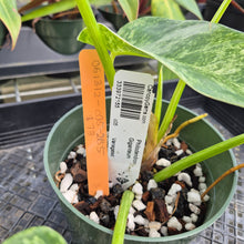Load image into Gallery viewer, Philodendron Giganteum, Exact Plant Variegated Ships Nationwide
