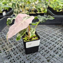 Load image into Gallery viewer, Alocasia Polly Snowflake Pink variegated exact plant, Fedex 2day*
