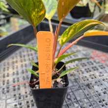 Load image into Gallery viewer, Philodendron Red Congo, Exact Plant Variegated Ships Nationwide
