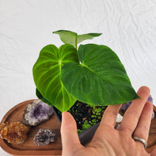 Load image into Gallery viewer, Philodendron Verrucosum Pseudoverrucosum Croat 4&quot; pot, ships nationwide
