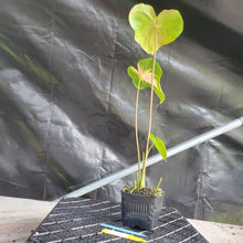 Load image into Gallery viewer, Anthurium Anuenue Obake bicolor, pink/ green, Exact Plant, ship nationalwide
