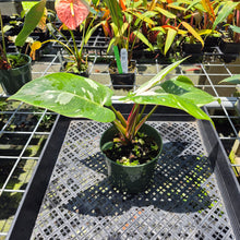 Load image into Gallery viewer, Philodendron White Princess Variegated exact plant, Fedex 2day*
